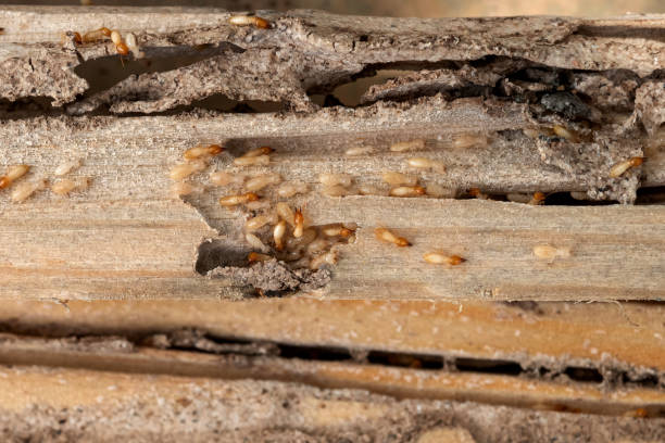 Best Pest Prevention Services  in Bethesda, OH